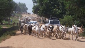 walki o bydło w sudanie