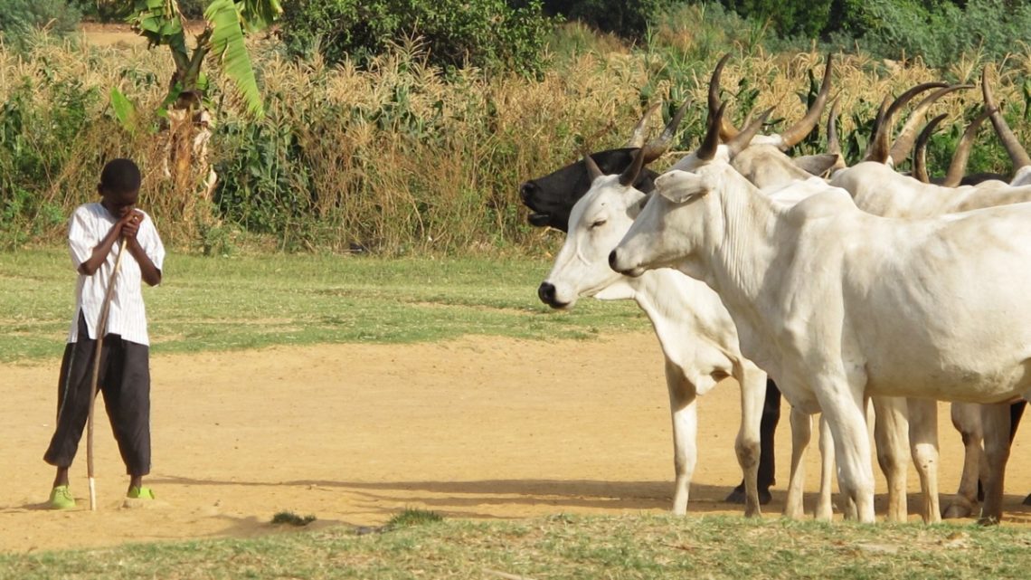 Nigeria Pasterze Rolnicy zapomniana wojna